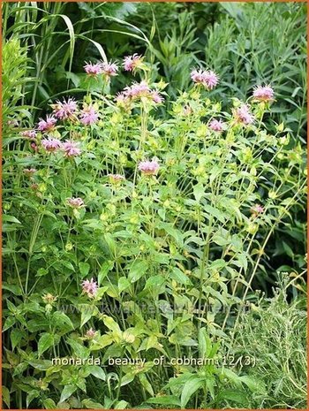 Monarda 'Beauty of Cobham' | Bergamotplant