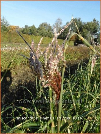 Miscanthus sinensis 'Strictus' | Prachtriet, Japans sierriet, Chinees riet