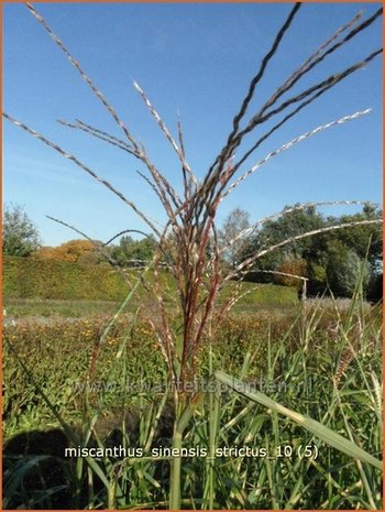 Miscanthus sinensis 'Strictus' | Prachtriet, Japans sierriet, Chinees riet