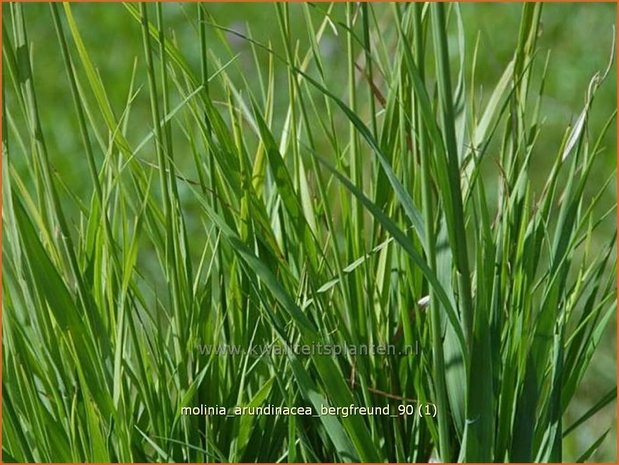 Molinia arundinacea 'Bergfreund' | Pijpestrootje, Pijpenstrootje