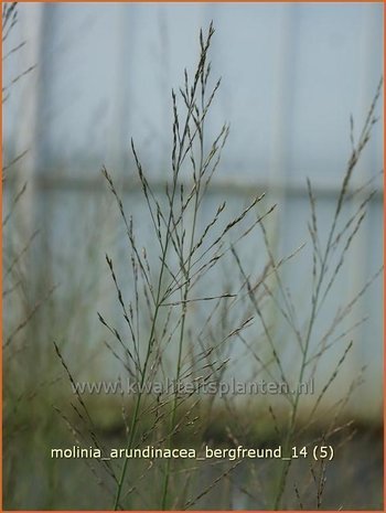 Molinia arundinacea 'Bergfreund' | Pijpestrootje, Pijpenstrootje