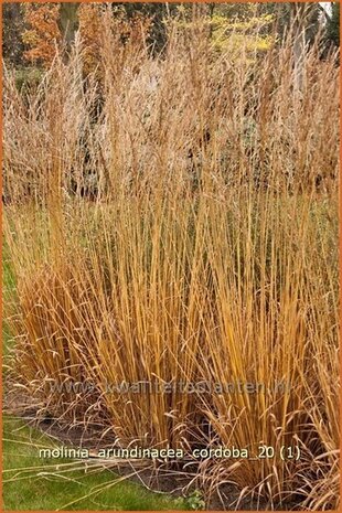 Molinia arundinacea 'Cordoba' | Pijpestrootje, Pijpenstrootje