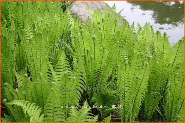 Matteuccia struthiopteris | Struisvaren, Bekervaren