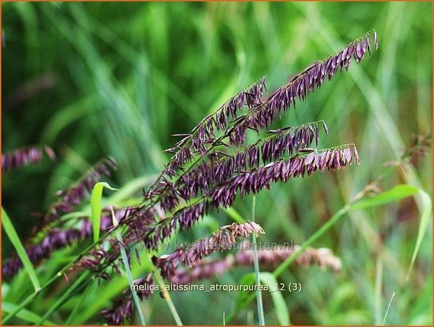 Melica altissima 'Atropurpurea' | Parelgras