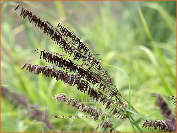 Melica altissima 'Atropurpurea' | Parelgras