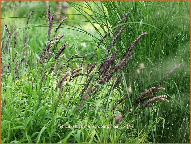 Melica altissima 'Atropurpurea' | Parelgras