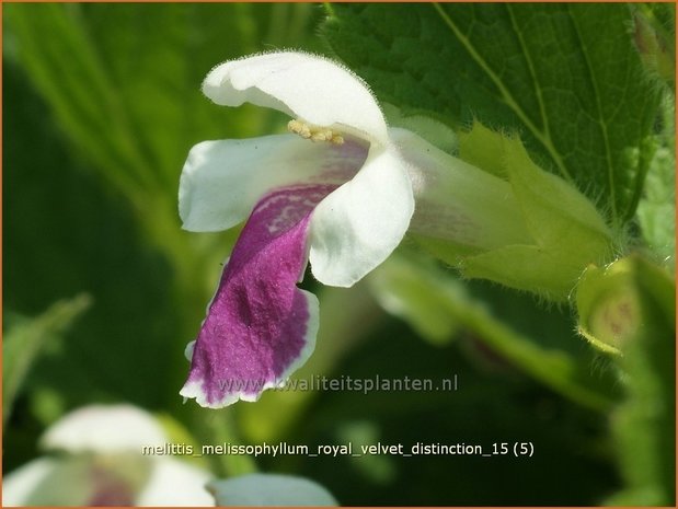 Melittis melissophyllum 'Royal Velvet Distinction' | Bastaardmelisse, Bijenblad