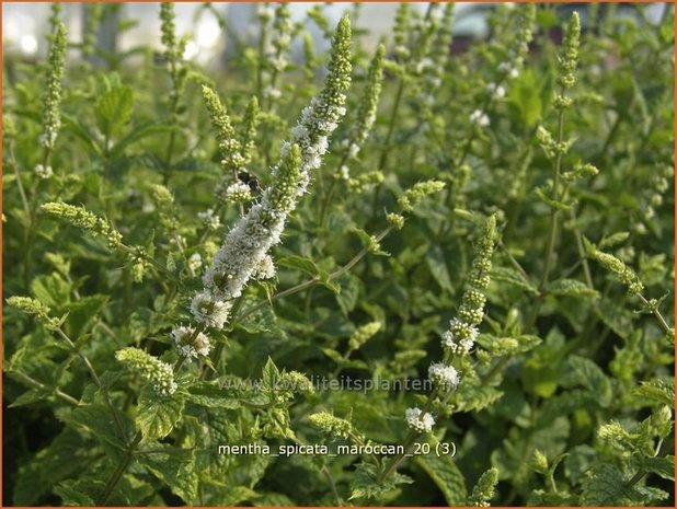 Mentha spicata 'Maroccan' | Aarmunt, Groene munt, Kruizemunt, Marokkaanse munt | &Auml;hrige Minze