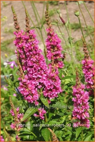 Lythrum salicaria 'Robert' | Kattestaart