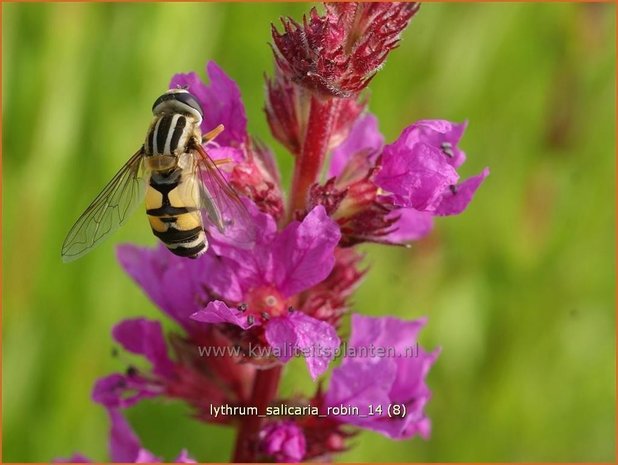 Lythrum salicaria 'Robin' | Kattestaart