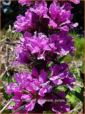 Lythrum virgatum 'Dropmore Purple' | Kattestaart