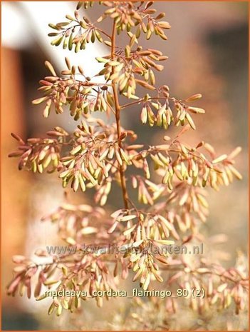 Macleaya cordata 'Flamingo' | Pluimpapaver