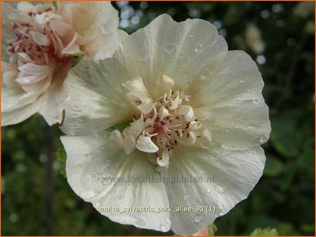 Malva &#39;Park Allee&#39; | Vaste stokroos, Stokroos | Ausdauernde Stockrose