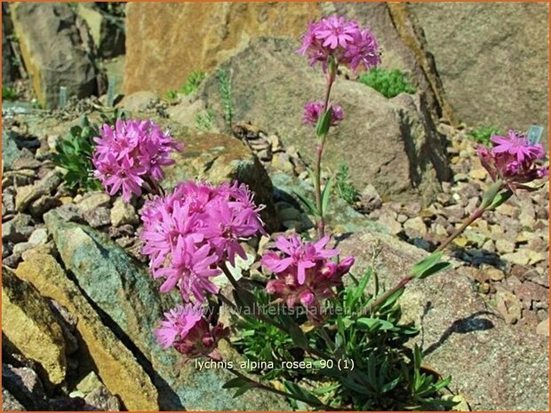 Lychnis alpina 'Rosea' | Koekoeksbloem