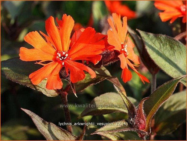 Lychnis arkwrightii 'Vesuvius' | Koekoeksbloem