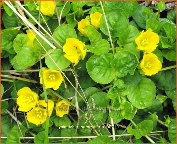 Lysimachia nummularia | Penningkruid