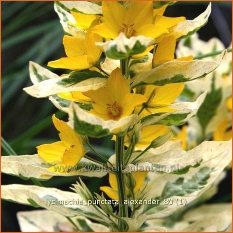 Lysimachia punctata 'Alexander' | Puntwederik, Wederik