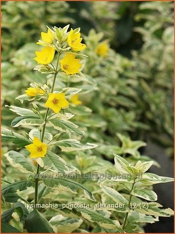 Lysimachia punctata 'Alexander' | Puntwederik, Wederik