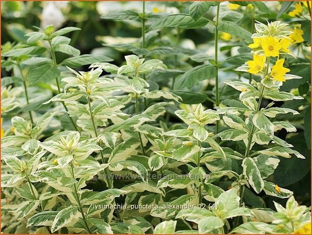 Lysimachia punctata 'Alexander' | Puntwederik, Wederik