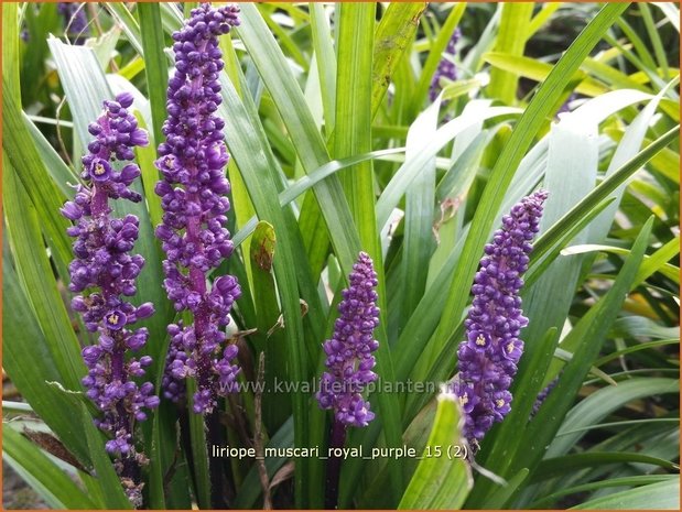 Liriope muscari 'Royal Purple' | Leliegras