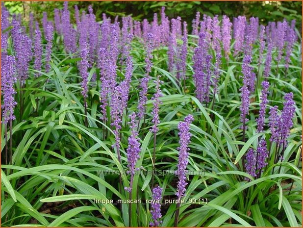 Liriope muscari 'Royal Purple' | Leliegras