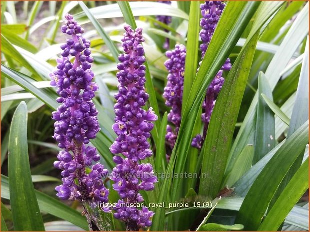 Liriope muscari &#39;Royal Purple&#39;