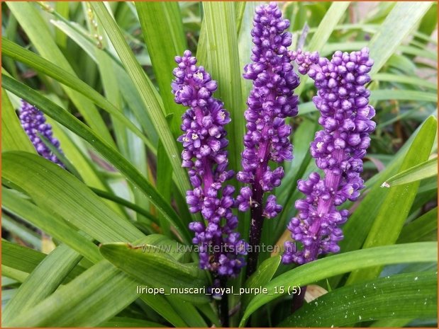 Liriope muscari 'Royal Purple' | Leliegras