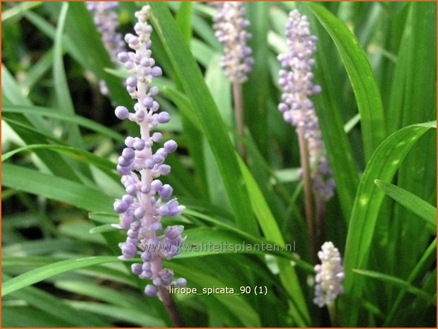 Liriope spicata | Leliegras