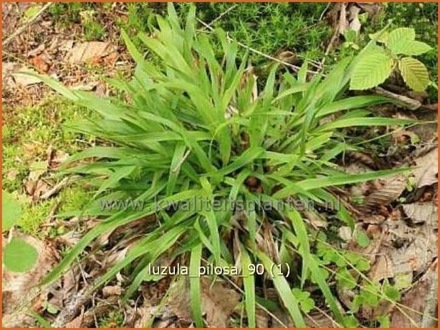 Luzula pilosa | Ruige veldbies, Veldbies | Behaarte Hainsimse