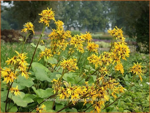 Ligularia hessei 'Gregynog Gold' | Kruiskruid