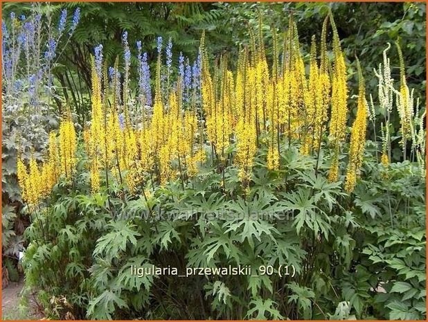 Ligularia przewalskii | KruiskruidLigularia przewalskii | Kruiskruid