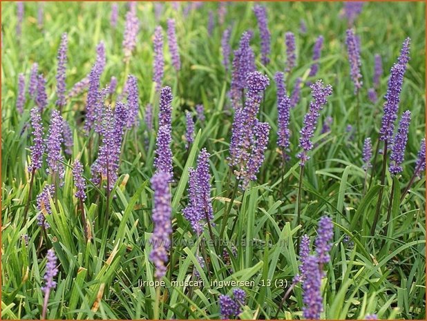 Liriope muscari 'Ingwersen' | Leliegras