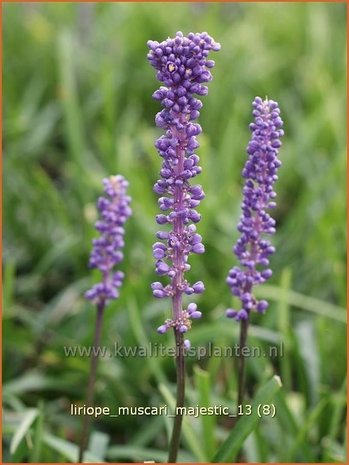 Liriope muscari 'Majestic' | Leliegras