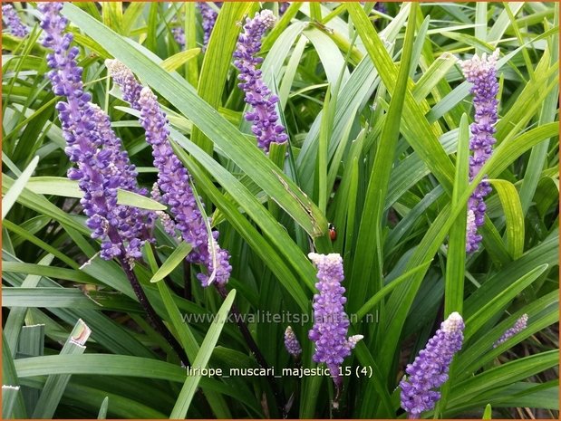 Liriope muscari 'Majestic' | Leliegras