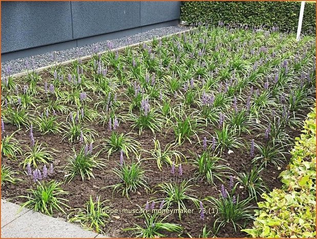 Liriope muscari 'Moneymaker' | Leliegras | Lilientraube