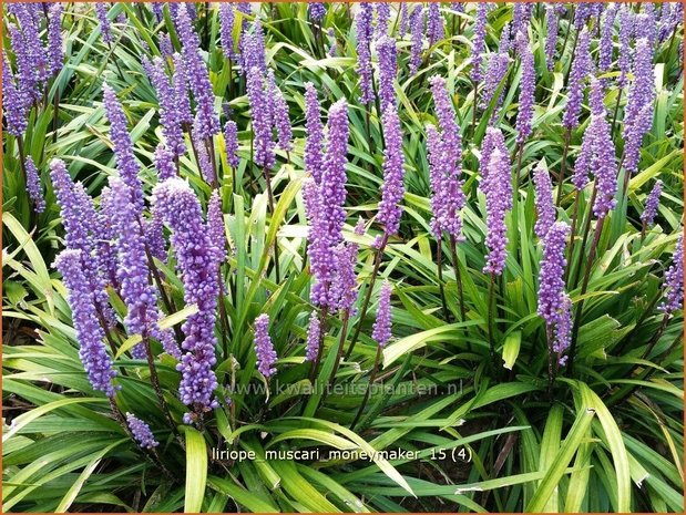 Liriope muscari 'Moneymaker' | Leliegras | Lilientraube