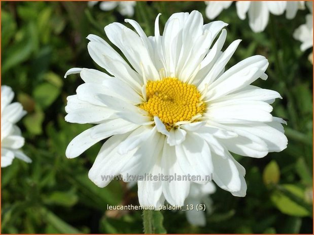 Leucanthemum 'Paladin' | Margriet