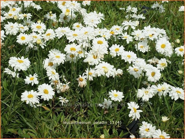 Leucanthemum 'Paladin' | Margriet