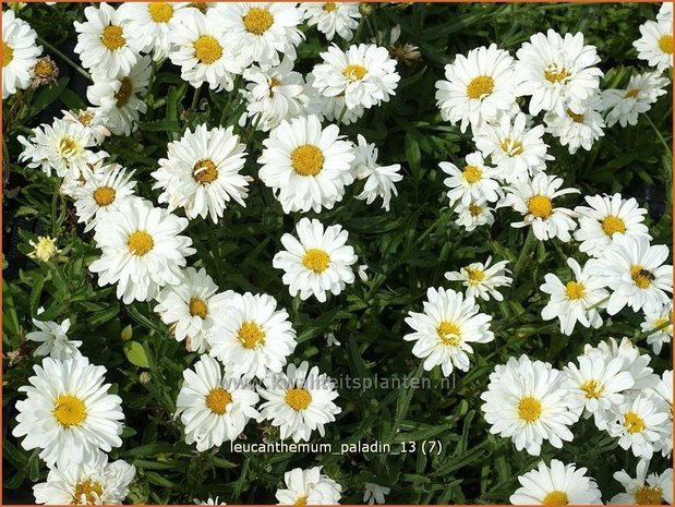 Leucanthemum 'Paladin' | Margriet