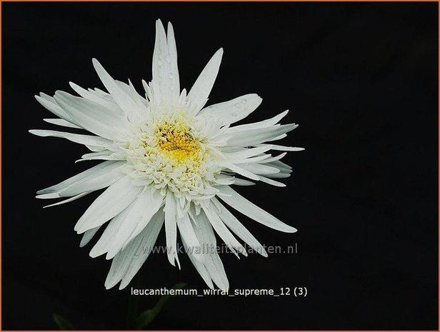 Leucanthemum 'Wirral Supreme' | Margriet