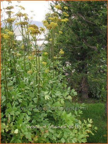 Levisticum officinale | Lavas, Maggiplant