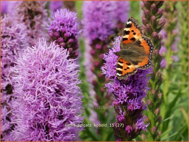 Liatris spicata 'Kobold' | Prachtschaarde, Knopige slangenwortel