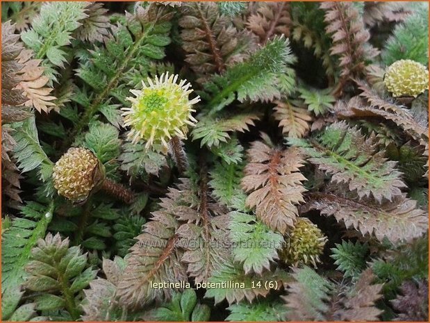 Leptinella potentillina | Koperknoopje