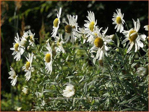 Leucanthemella serotina | Herfstmargriet