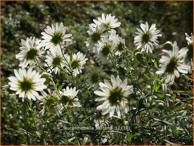 Leucanthemella serotina | Herfstmargriet
