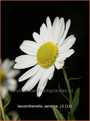 Leucanthemella serotina | Herfstmargriet
