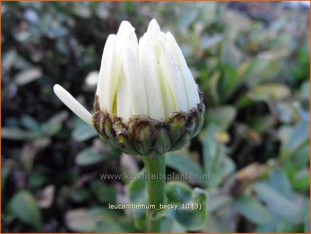 Leucanthemum 'Becky' | Margriet