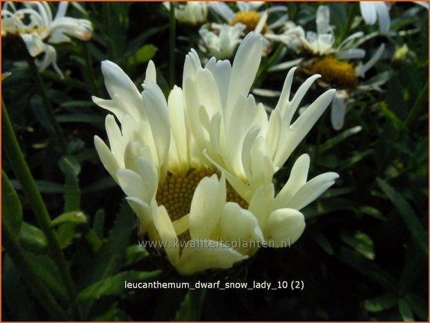 Leucanthemum 'Dwarf Snow Lady' | Margriet