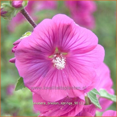 Lavatera 'Bredon Springs' | Malva, Struikmalva