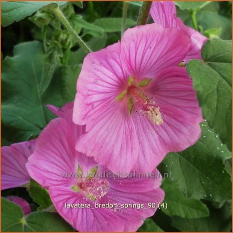 Lavatera 'Bredon Springs' | Malva, Struikmalva